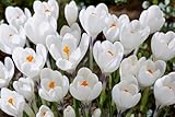 Weiße Krokuszwiebeln zum Einpflanzen - Mehrjährige Gartenblumen (5 Zwiebeln)