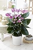Gardeners Dream Tropische Lila Flamingo Zimmerpflanzen - Echte Anthurium...
