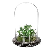 OGANAZI Mini Pflanzenterrarium Glas Sukkulenten Topf, Klare Glaskuppel mit 3 mm...