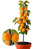 BALDUR Garten Säulen-Aprikosen, Aprikosenbaum 1 Pflanze, Prunus armeniaca...
