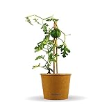 Bloomify® Mini Wassermelonen Pflanze 'Werner' | 20-30 cm große ertragreiche...