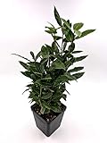 Gewürz Lorbeer Laurus nobilis Nachhaltige Kräuter Pflanzen 1stk.