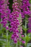 Seedeo Roter Fingerhut Digitalis purpurea 200 Samen