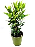 - echter Lorbeer - Italienischer XL Gewürzlorbeer - Laurus nobilis im 14 cm...