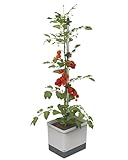 GUSTA GARDEN Tom Tomato Tomatentopf Hellgrau - Pflanzentopf mit Rankhilfe,...