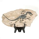 1st Heaven Dinosaurier-Skelett aus Harz – Deko-Fossil im Vintage-Stil,...