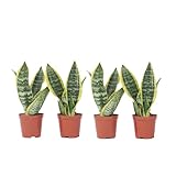 Plant in a Box - Sansevieria 'Futura Superba' - Zimmerpflanzen - Pflegeleicht...