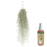 vdvelde.com - Ecoworld Tillandsia Usneoides Luftpflanzen + Tillandsien Spray...