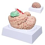 LVCHEN Menschliches Gehirn-Modell Anatomie – lebensgroßes anatomisches...