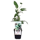 Mini-Kiwi Issai ca. 30 cm – Selbstfruchtende Actinidia arguta | Winterhart,...
