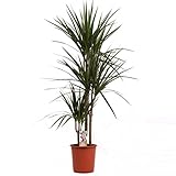 Dracaena Marginata 120-140 cm – Zimmerpflanze mit 3 Stämmen, Pflegeleicht und...