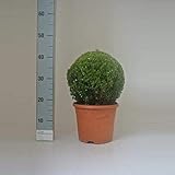 Buchsbaum Kugel Ø 35 cm – Echter Buxus sempervirens, immergrün & winterhart...