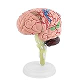 1pc Menschliches Anatomisches Gehirnmodell Kunststoff Medizinisches...