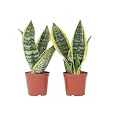 Plant in a Box - Sansevieria 'Futura Superba' - 2er Set - Zimmerpflanzen -...