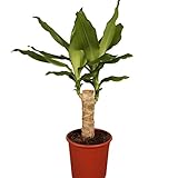 Dominik Blumen und Pflanzen, Drachenbaum, Dracena Fragans, 11 - 12 cm Topf ca.30...