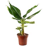 Gartenfeste Bananenpflanze (Musa Dwarf Cavendish) - widerstandsfähig und...