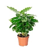 Kaffeepflanze - echte Zimmerpflanze, Coffea Arabica - Höhe ca. 15-20 cm,...