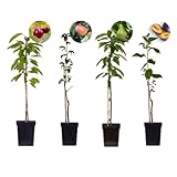 Plant in a Box - Obst - Kirsch-, Birnen-, Apfel-, Pflaumenbaum - 4er Set - Topf...
