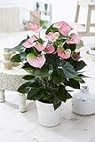 1 x Pink Flamingo Blume Anthurium lebende Pflanze in Keramik Topf für...