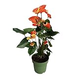 Plant in a Box - Flamingoblume - Anthurium 'Madural Orange' - Höhe 55-70cm -...