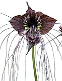 Schwarze Fledermausblume 'Black-Bat-Flower' - Tacca chantrieri *10 Samen*...