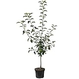 Cox Orange kleinbleibender Apfelbaum Obstbaum als Zwergbaum 110-140 cm 10 Liter...