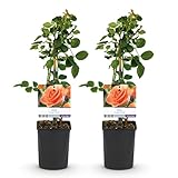 GreenboutiQ - Kletterrose - Rosa Orange Climber - Blüte Orange - Wenig Pflege -...