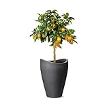 Scheurich Wave Globe High, Hochgefäß aus Kunststoff, Schwarz-Granit, 29,8 cm...