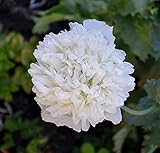 Weißer Mohn - 100 Samen