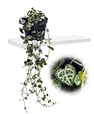 Leuchterblume, hängend, (Ceropegia woodii ssp. woodii), sehr pflegeleichte,...