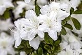 Rhododendron obt.'Diamant Weiß' -R- C 2 15-20 Japanische Azalee 'Diamant...