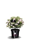 !!WELTNEUHEIT!! Bloombux® – flower & form by INKARHO® 25-30 cm breit im 2...