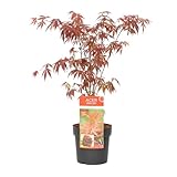 Bloomique - Acer Palmatum Atropurpureum - Japanischer Ahorn - Buntes Laub -...