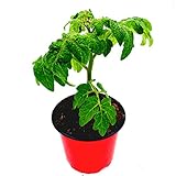 Mini Balkon Tomatenpflanze Primabell Lycopersicon esculentum
