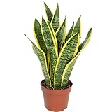 Bogenhanf - pflegeleichte Zimmerpflanze, Sansevieria trifasciata Laurentii -...