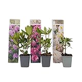 Plant in a Box - Rhododendron - 3er Mischung - Lila, weiß & Rosa - Topf 9cm -...