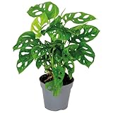 Bloomique - Monstera adansonii - Monkey Leaf - Fensterblatt - Luftreinigende...