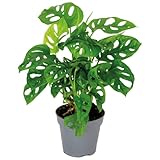 Monstera adansonii 'Monkey Leaf' - Lochpflanze - Luftreinigende Zimmerpflanzen -...