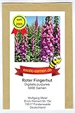 Roter Fingerhut - Digitalis purpurea - Wichtige Hummelnahrung - 5000 Samen