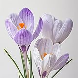 Krokus zwiebeln,Winterhart Mehrjährig blumenzwiebeln,krokusse zwiebeln...