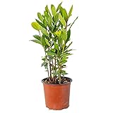 Bloomique - Laurus Nobilis - Lorbeer Pflanze - Gartenpflanzen Winterhart -...