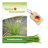 Schnittknoblauch Mehrjährig Samen - Allium tuberosum - Schnittknoblauchsamen -...