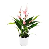 Exotenherz - Kleine Flamingoblume - Anthurium andreanum - Baby-Anthurie -...