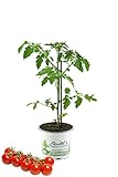 Tomatenpflanze Supersweet-100 F1 - Lupitos, Veredelte Kirschtomate,...
