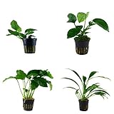 Tropica Anubias Set mit 4 Anubias Topf Pflanzen Aquariumpflanzenset Nr.8...