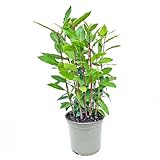 - echter Lorbeer - Italienischer XL Gewürzlorbeer - Laurus nobilis im 14 cm...