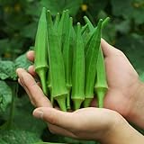 NO-GMO 50 Samen, Grüne Zarte Spineless Okra Samen, Gemüsesamen High Yields...