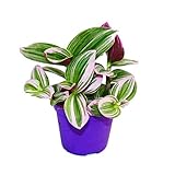 Exotenherz - Dreimasterblume - Tradescantia 'Nanouk' - pflegeleichte hängende...