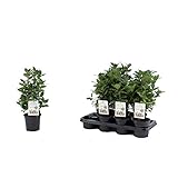 Echter Gewürzlorbeer Busch 40 cm - Laurus nobilis | Aromatisch, Pflegeleicht &...