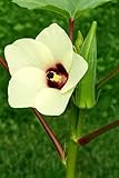 Okra Clemson Spineless - 50 Samen
